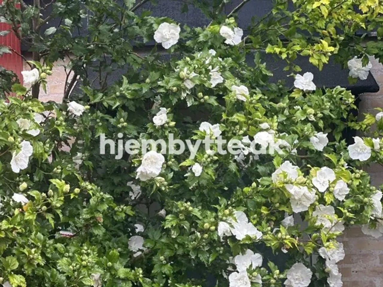 Billede 2 - Hjembytte - Højsletten