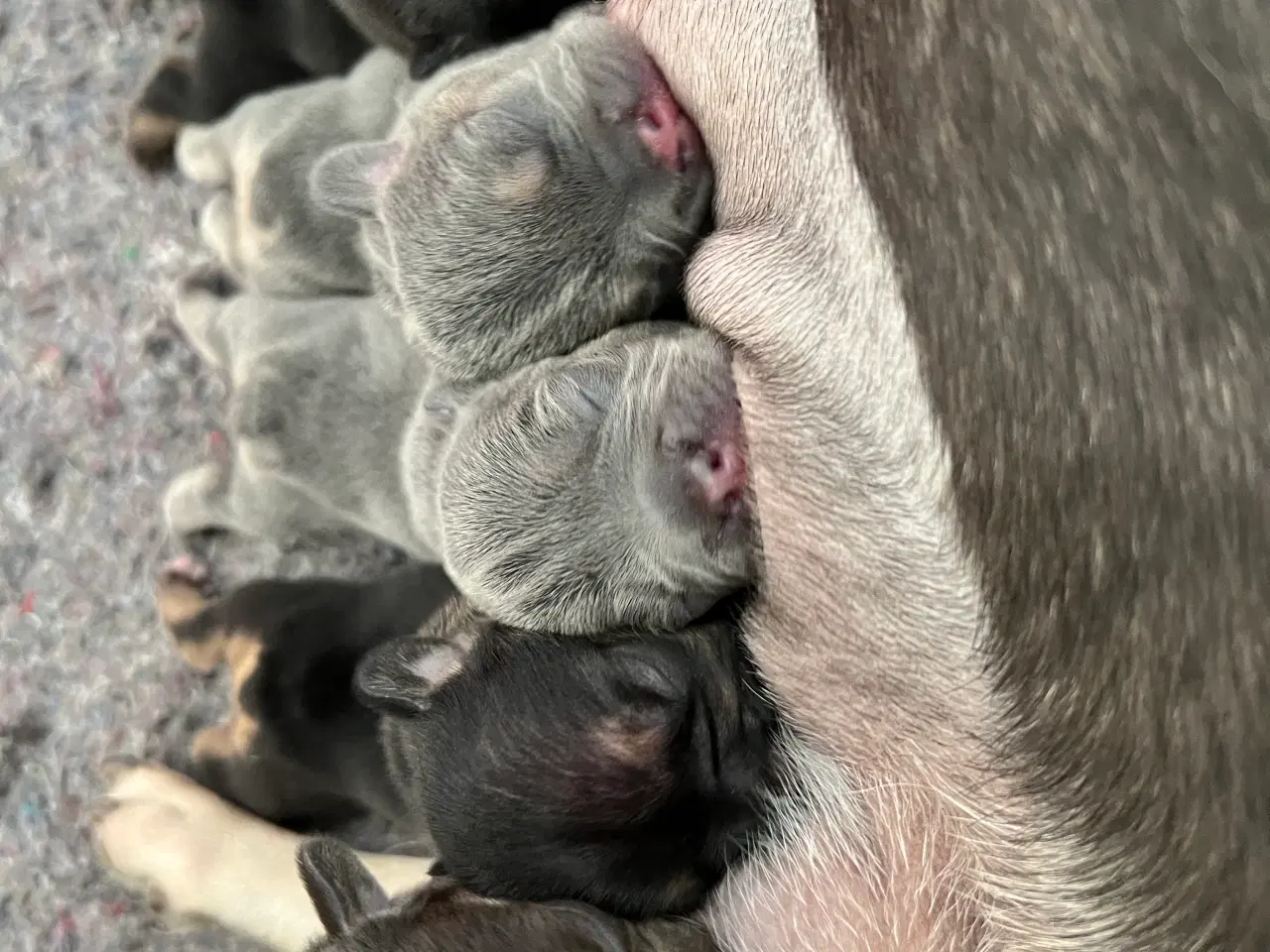 Billede 2 - Fransk bulldoghvalpe  pragteksemplar af forældre.