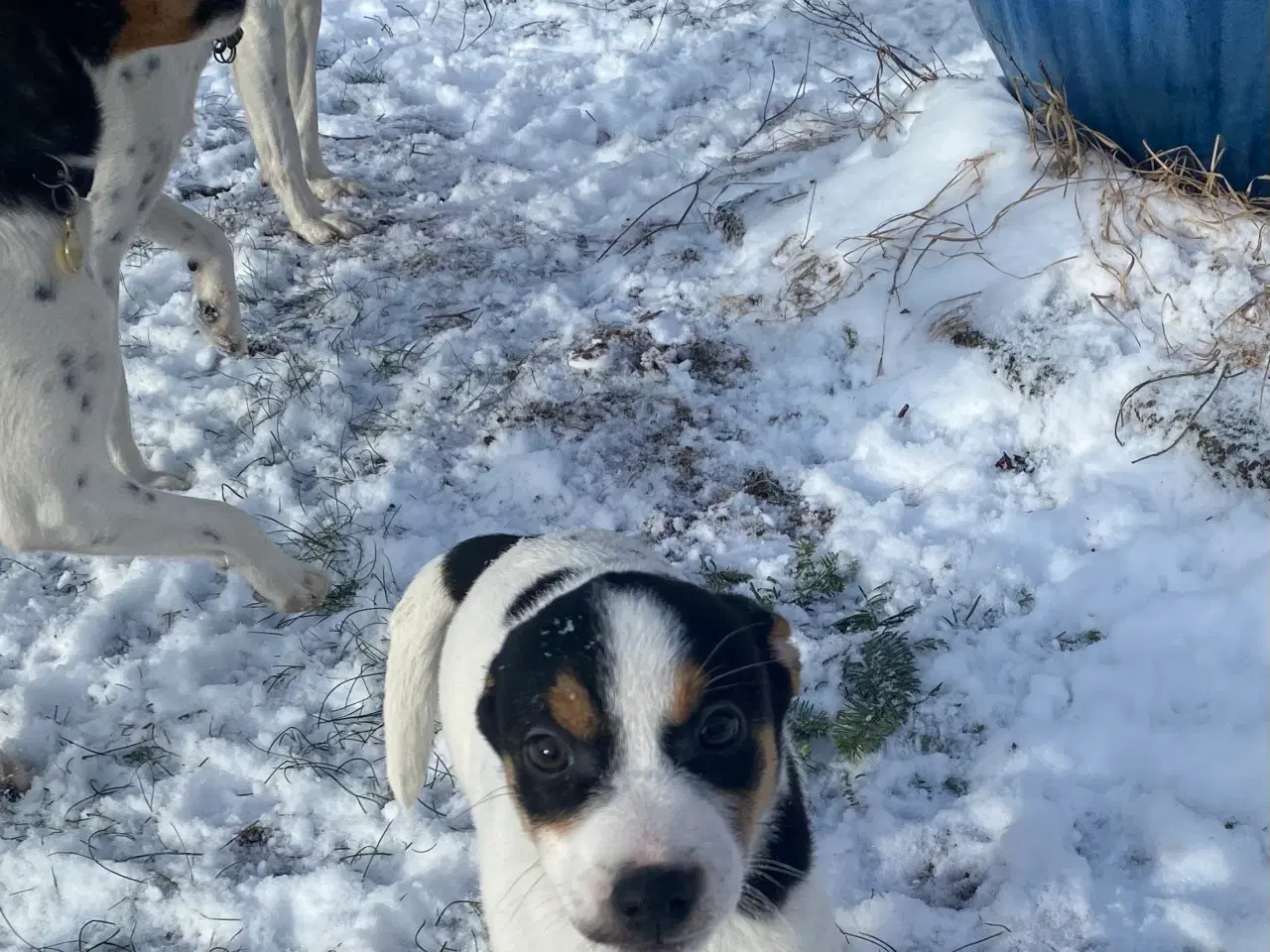 Billede 16 - Dansksvensk gårdhund til salg