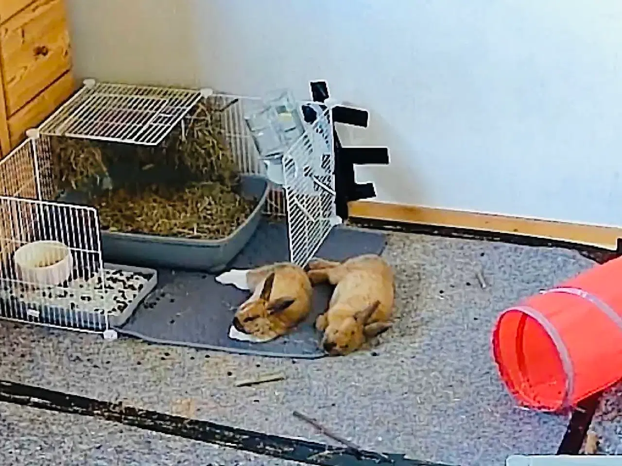 Billede 1 - Løvehovde kaniner 