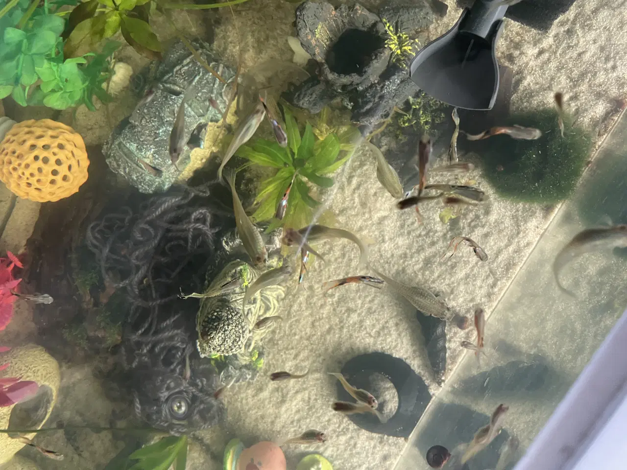 Billede 5 - Endlers, Guppy