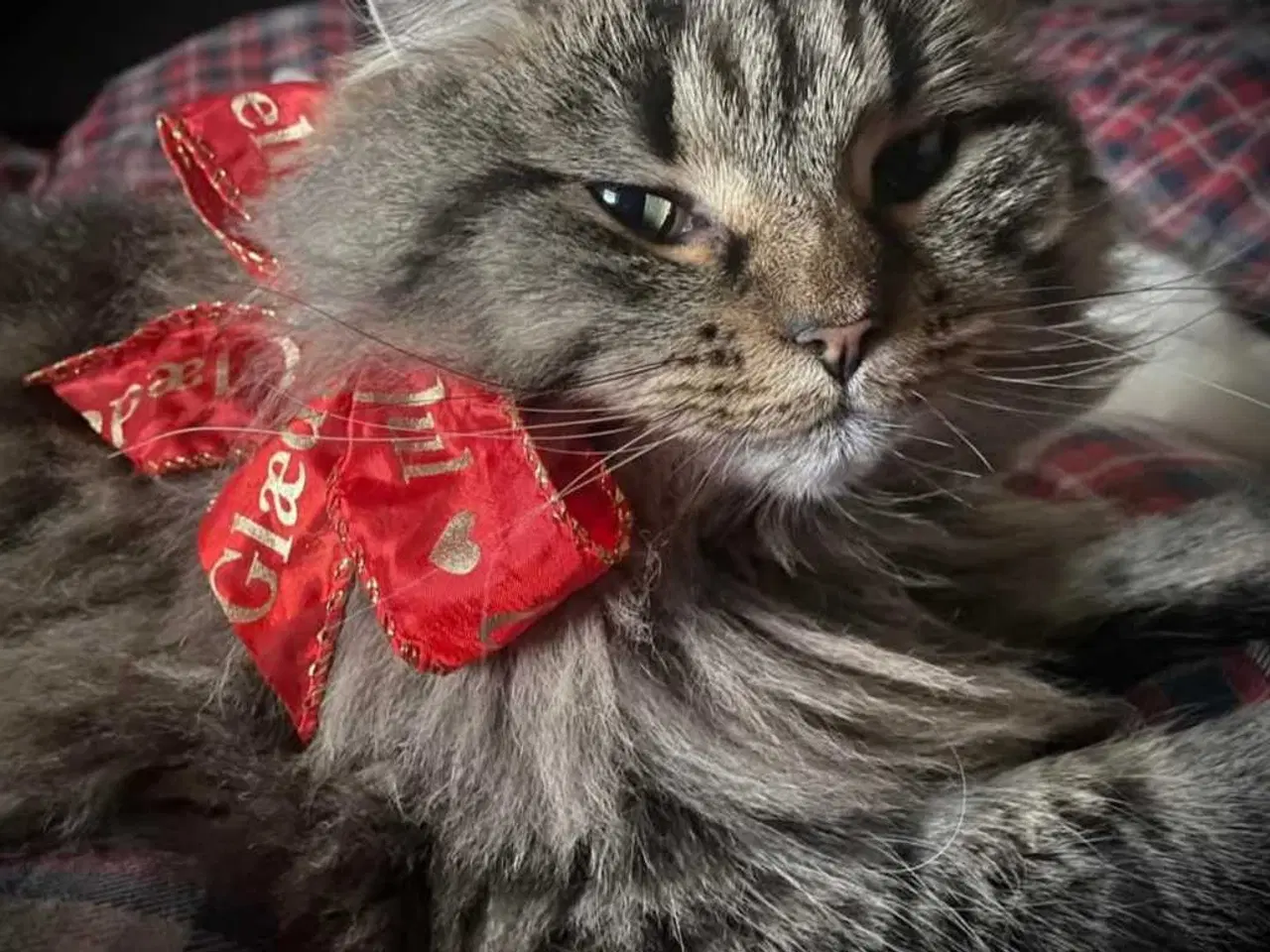 Billede 2 - Kat Maine coon blanding