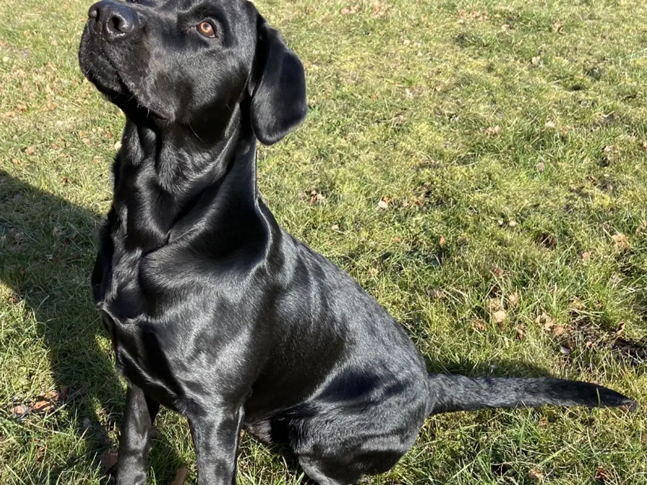 Billede 1 - Stor og muskuløs formel 1 labrador til avl