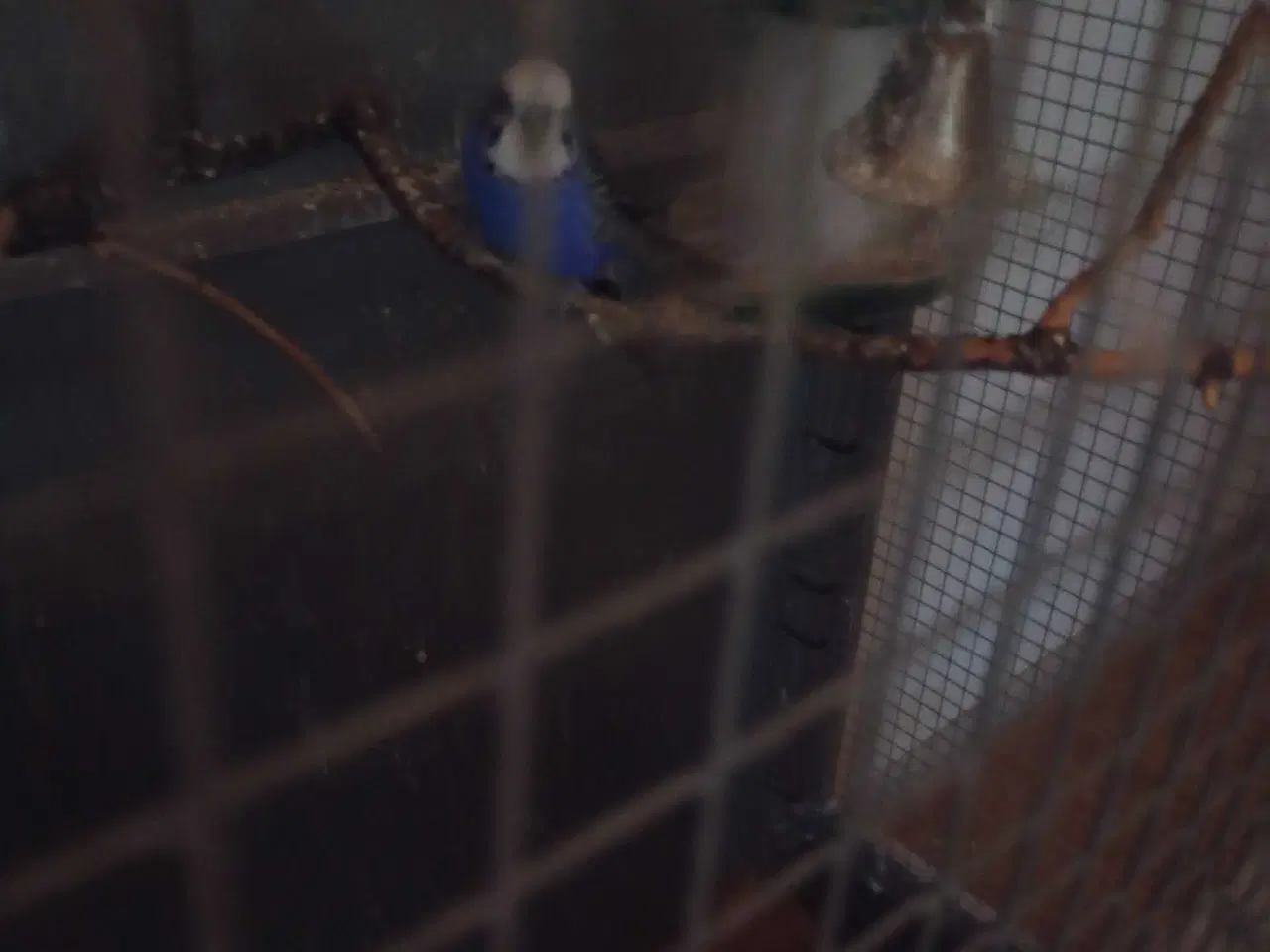 Billede 4 - Undulater sælges