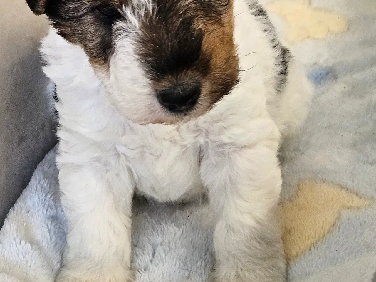 Billede 1 - Ruhåret Fox Terrier