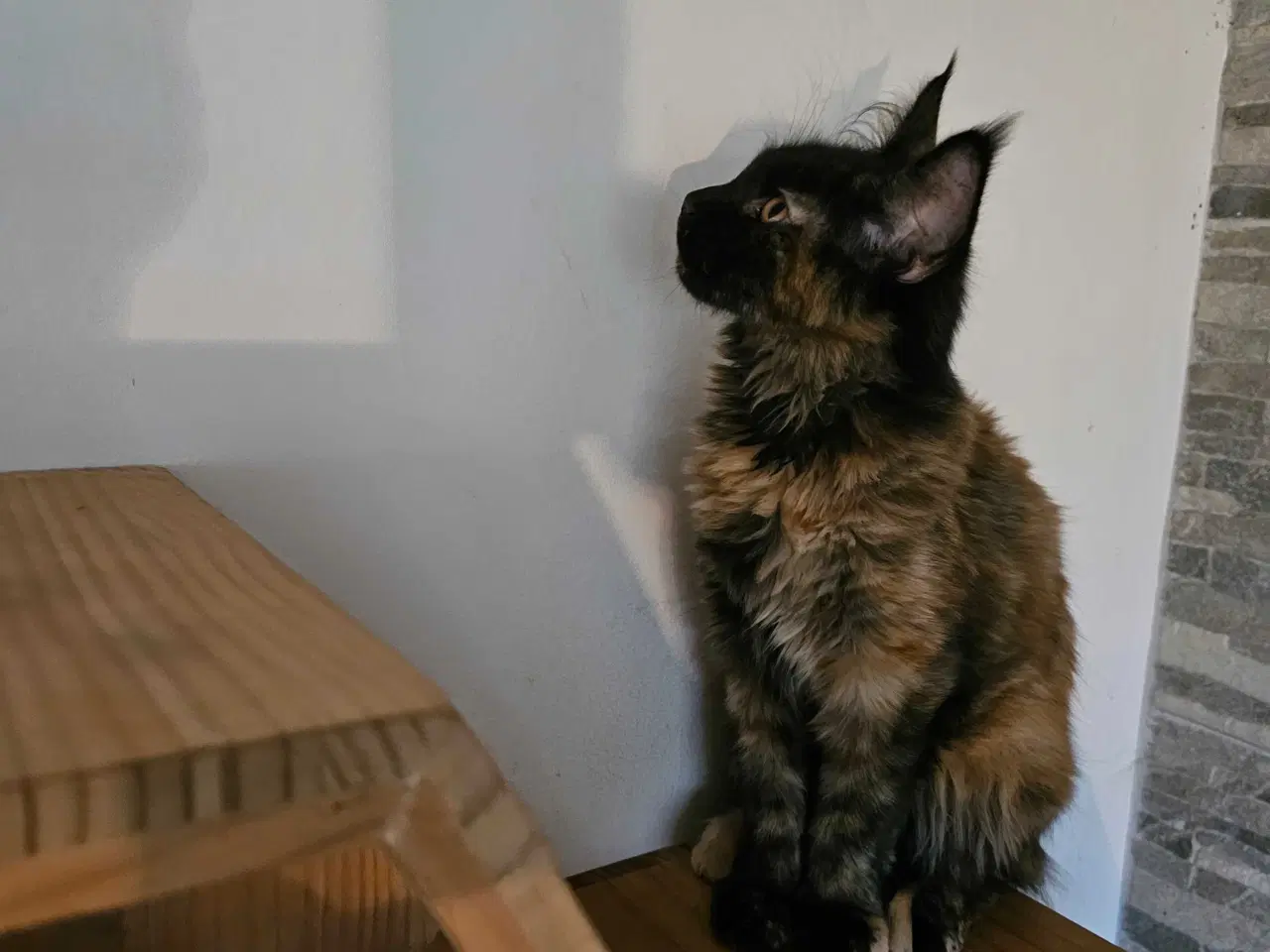 Billede 3 - Maine Coon killing m/ stamtavle 