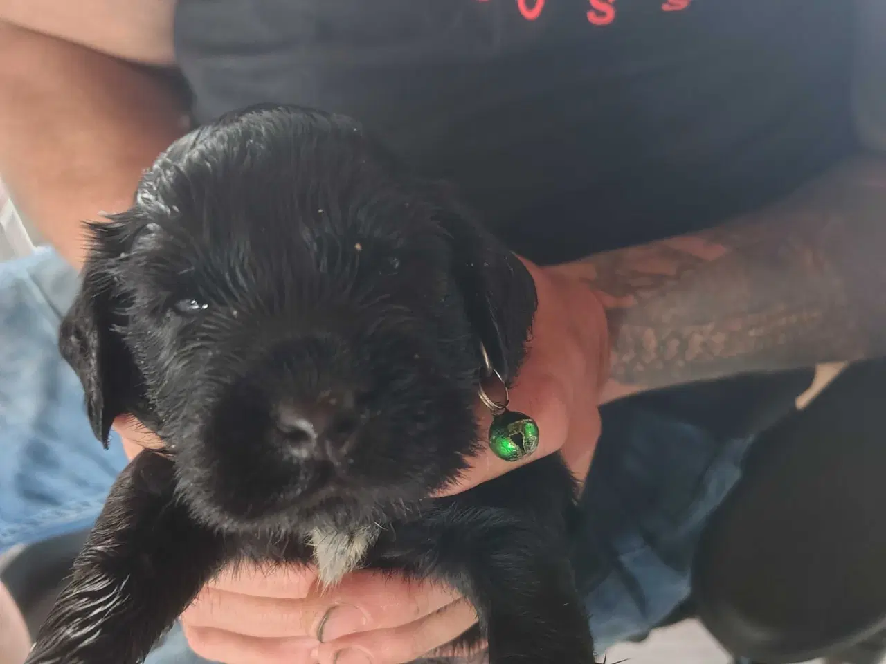 Billede 14 - Cocker Spaniel 