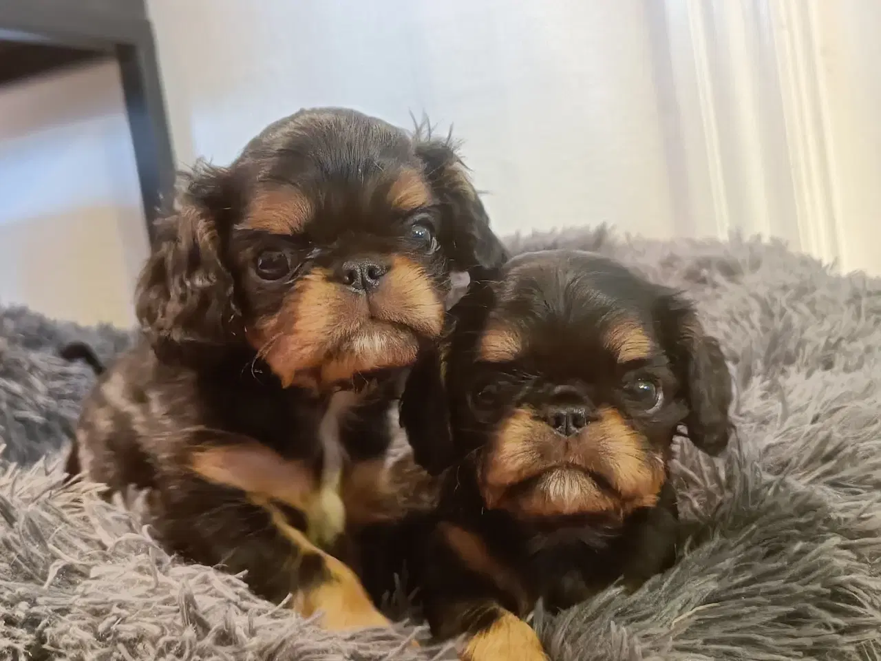 Billede 4 - King Charles Spaniel en sjælden race.