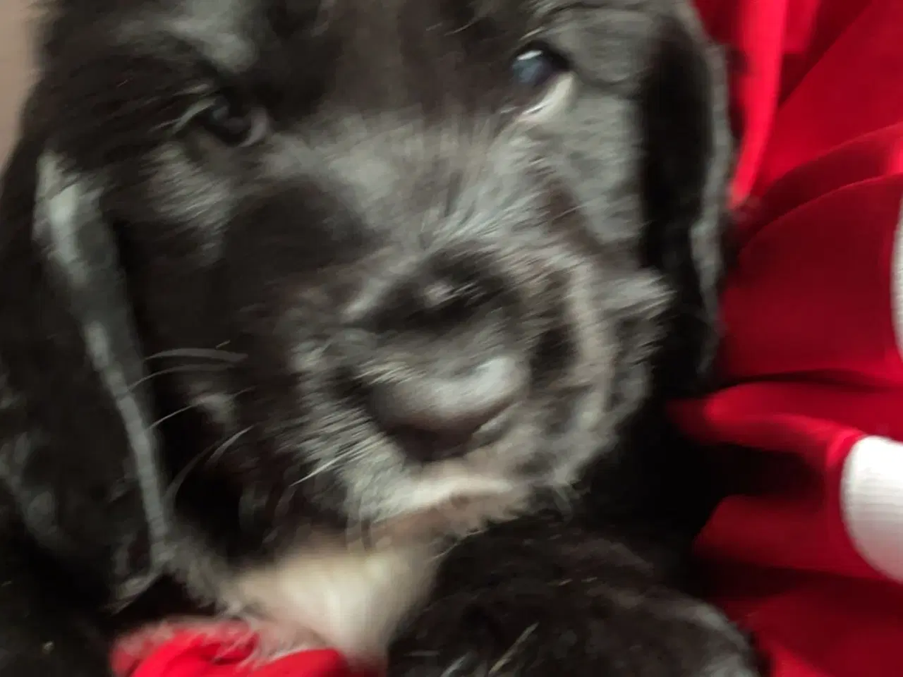 Billede 6 - Kun 1 tilbage. Cocker Spaniel hvalpe klar 18/5