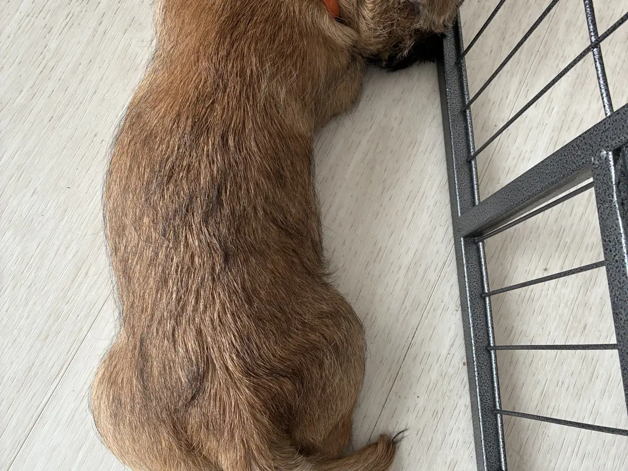 Billede 7 - KUN 2 TILBAGE -skønne Cairn tæver