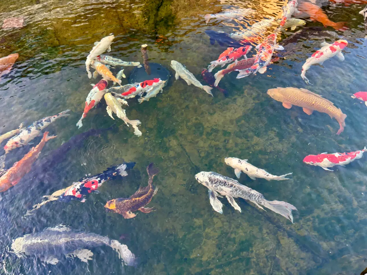 Billede 2 - Koi karper sælges billigt