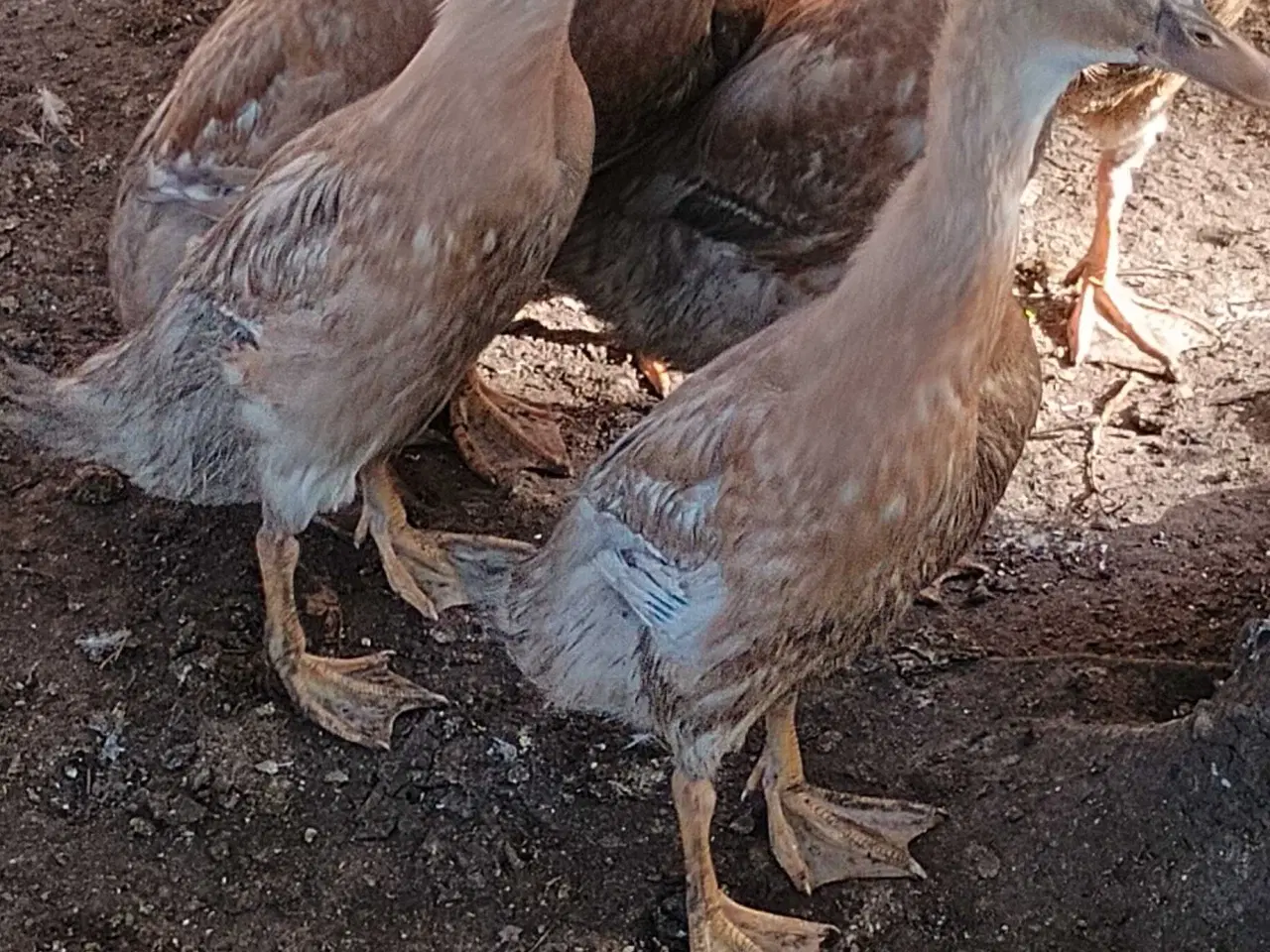 Billede 1 - 3,2 løbe ænder