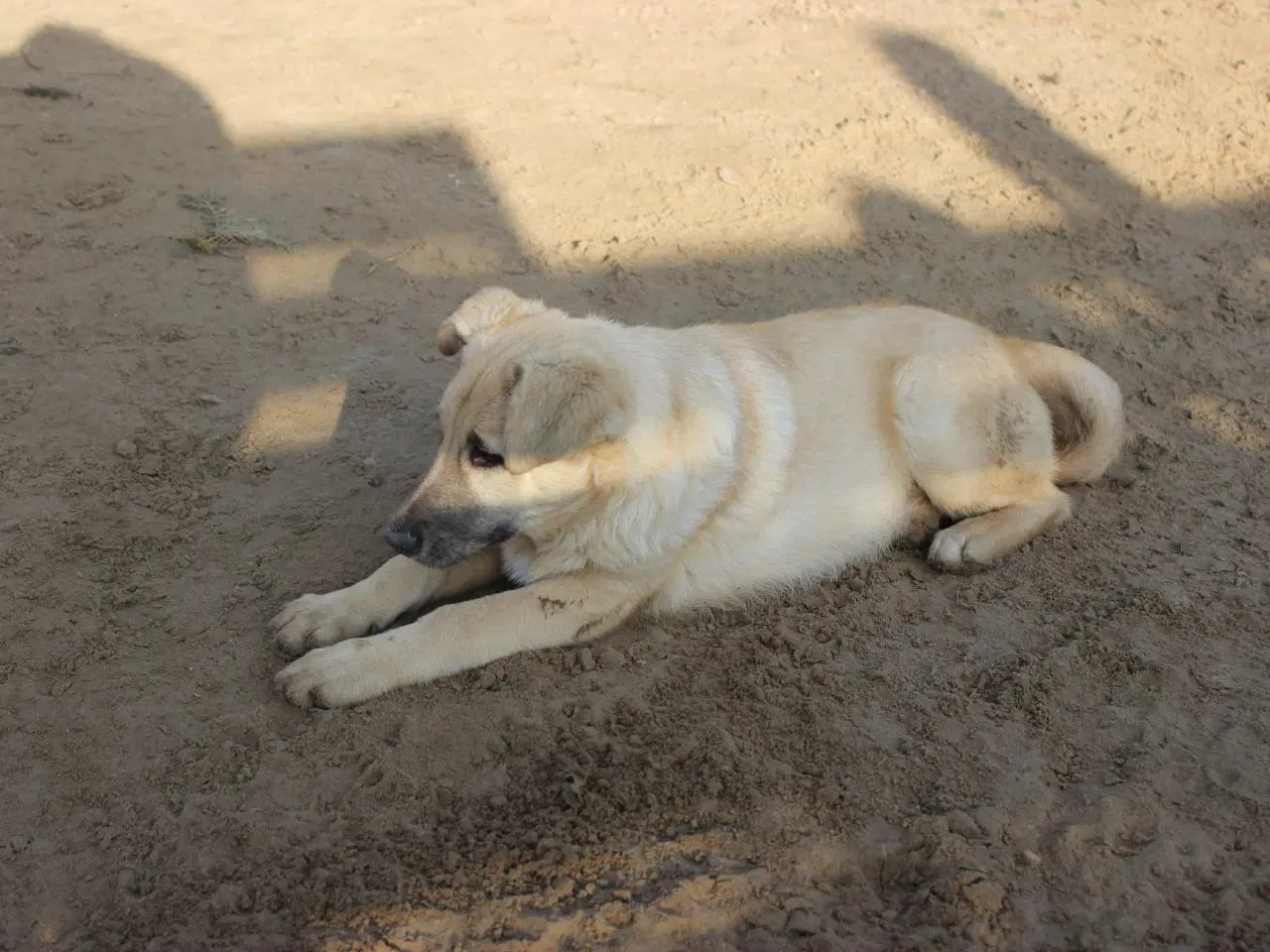 Billede 4 - Missy (blandingshund / gadehund)