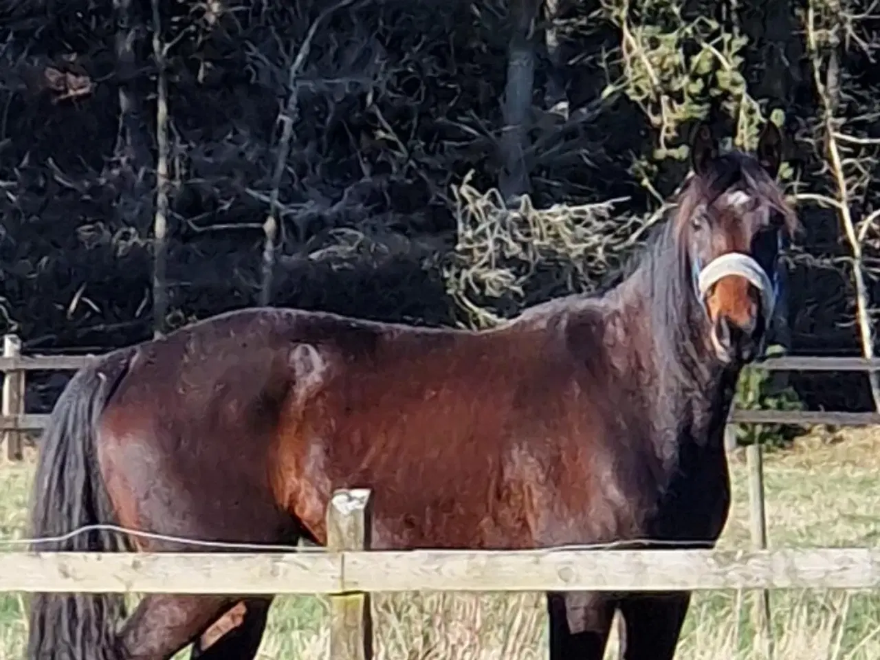 Billede 3 - Skovsturs Hest Varmblods Traver, Vallak 9 år