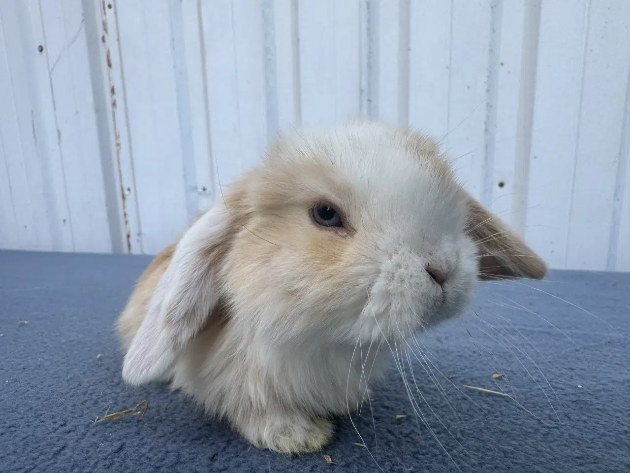 Billede 3 - Dværgvædder/Mini lop hankanin