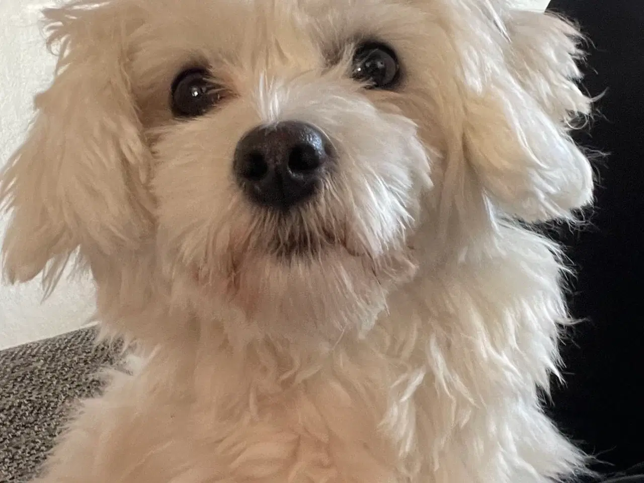 Billede 4 - Voksen tæve coton de tulear 
