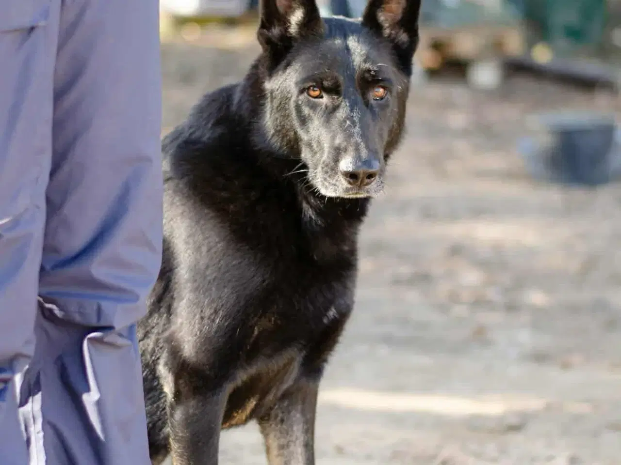 Billede 8 - Smukke Dio søger familie💙