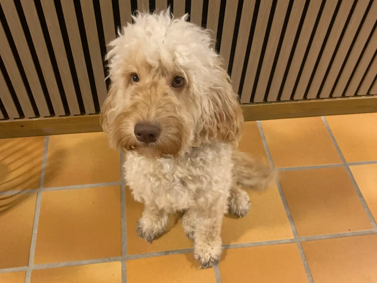 Billede 4 - Cockerpoo søger nyt hjem