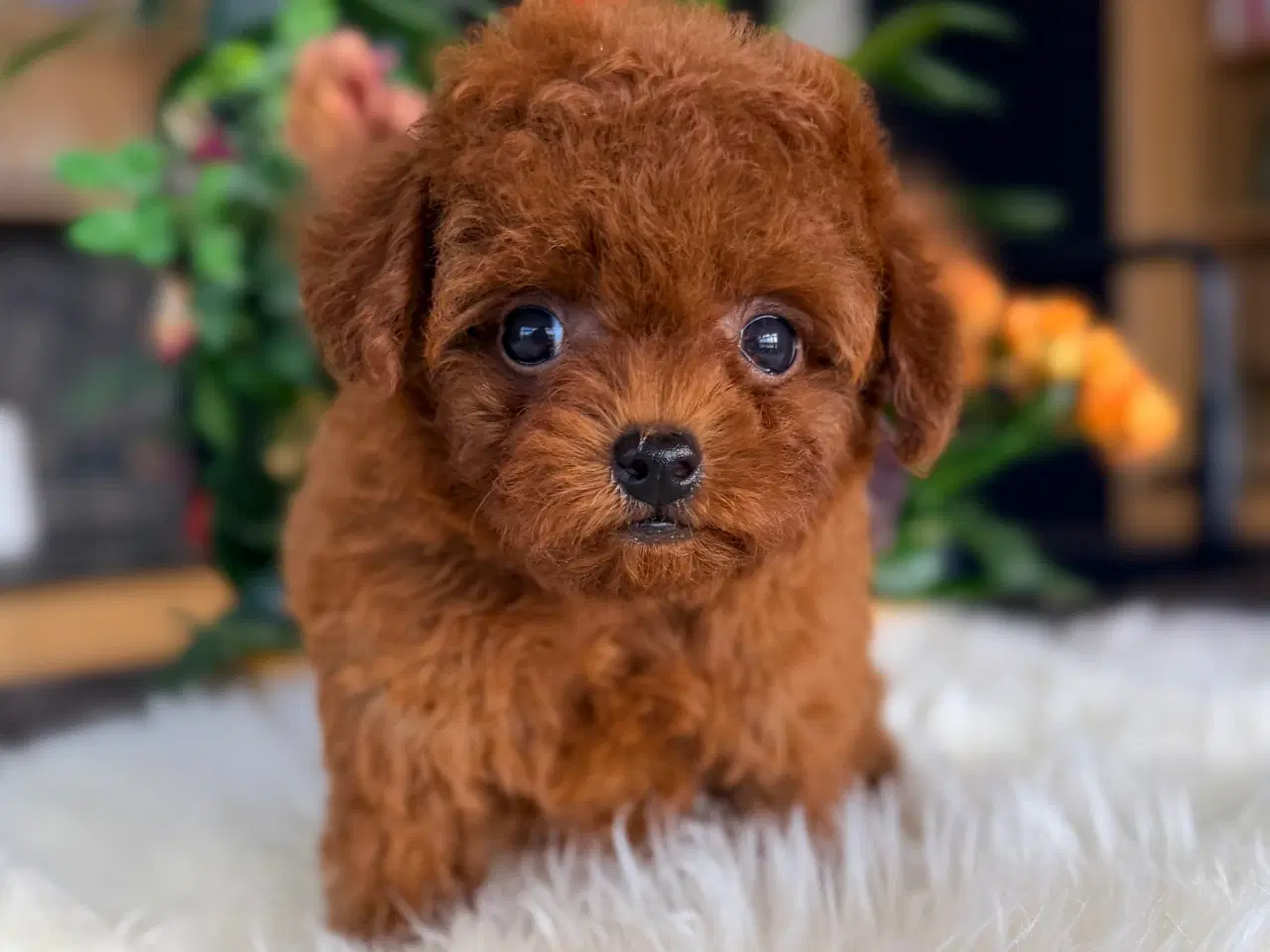 Billede 3 - Mahogni røde Pooton Drenge