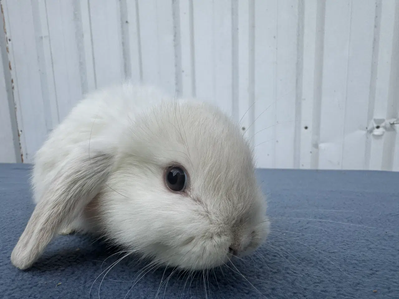 Billede 1 - Mini lop hunkanin