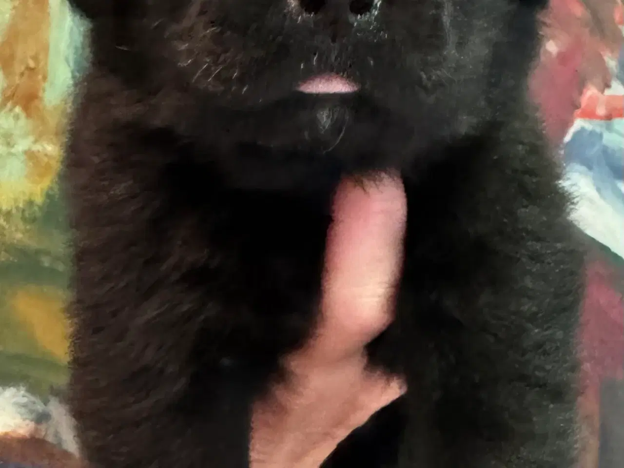 Billede 20 - Golden Retriever & Rottweiler mix