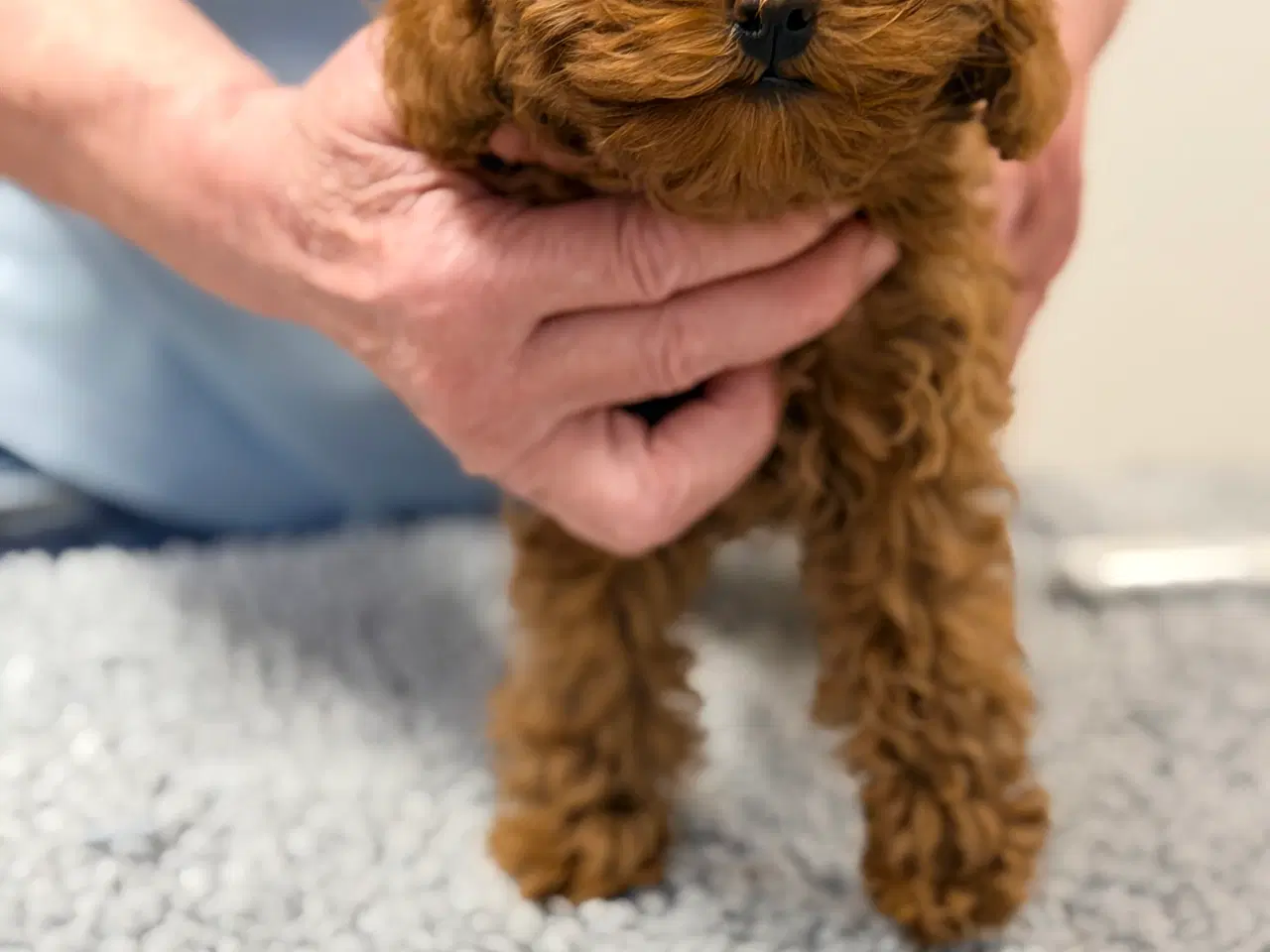 Billede 2 - Pomapoo f1b