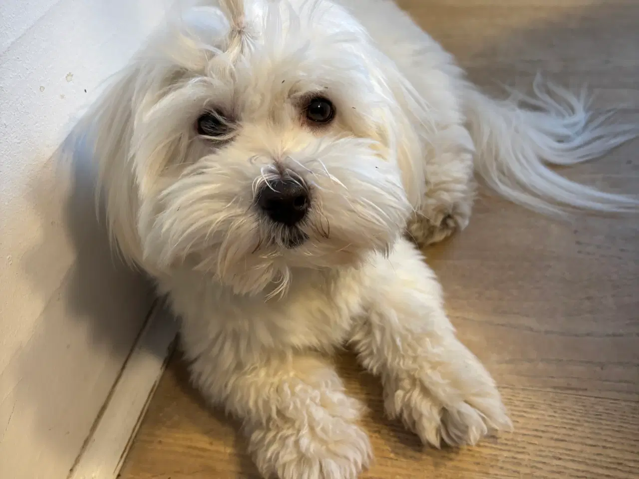 Billede 2 - Coton de Tulearhvalpe