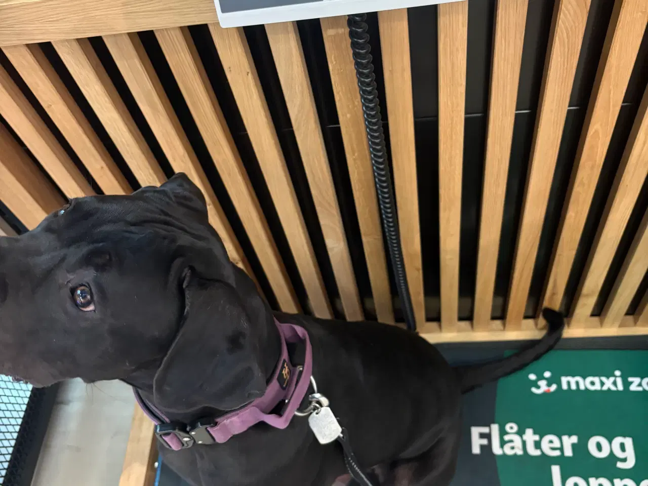 Billede 6 - Cane Corso /presa canario 