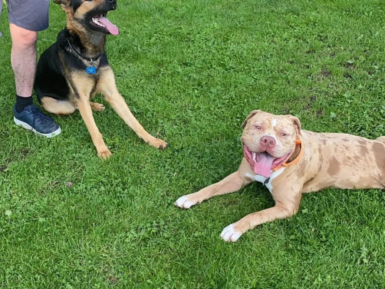 Billede 3 - American bully med stamtavle 