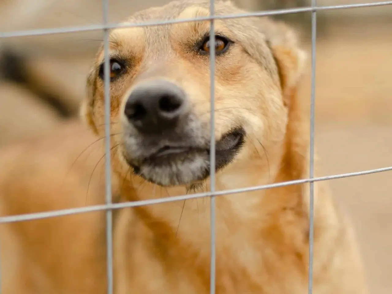 Billede 1 - Athena søger sin helt egen familie❤️