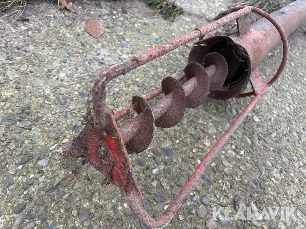 Billede 4 - Kornsnegl