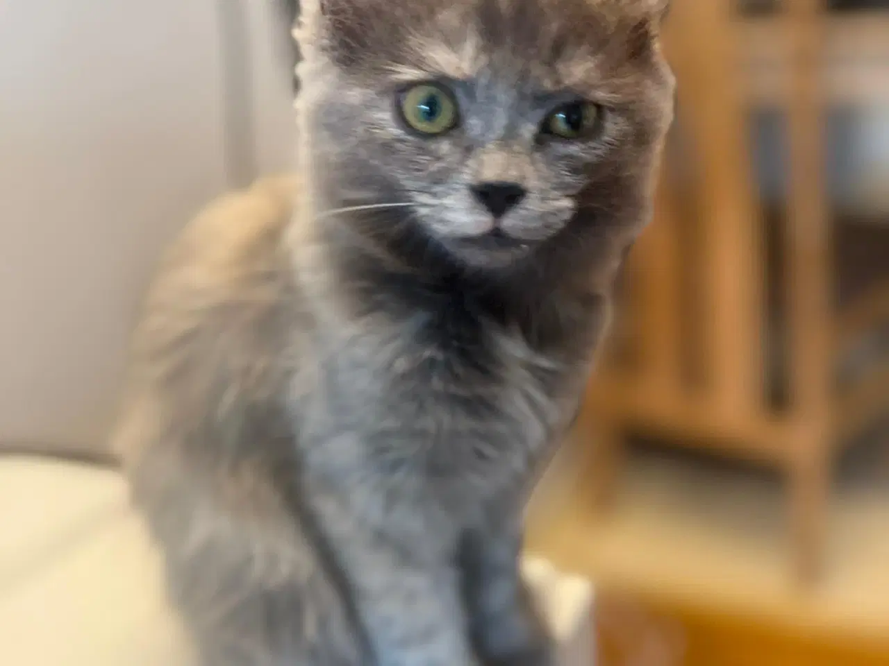 Billede 1 - Fluffy kattekiling