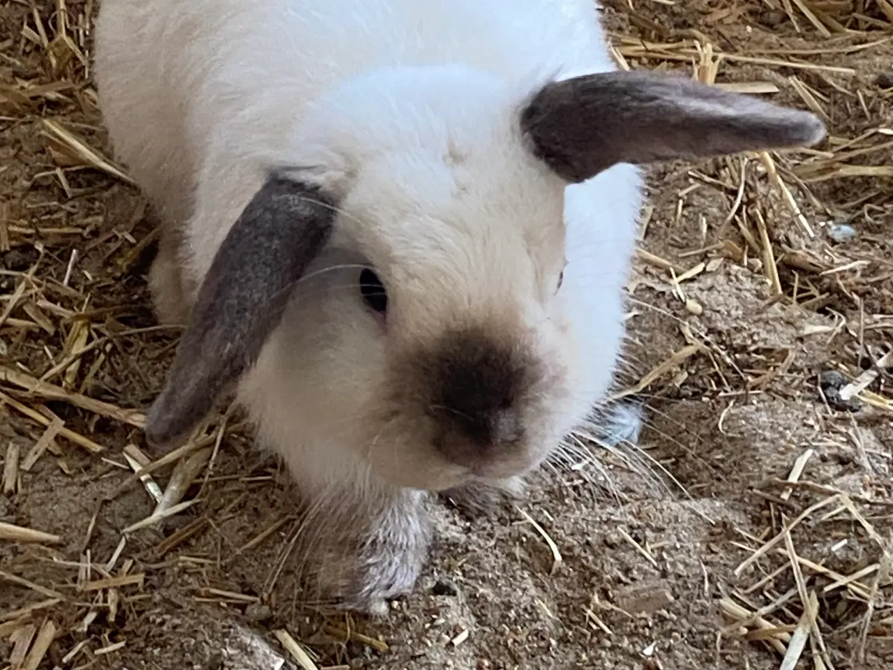 Billede 2 - Mini-lop kaniner