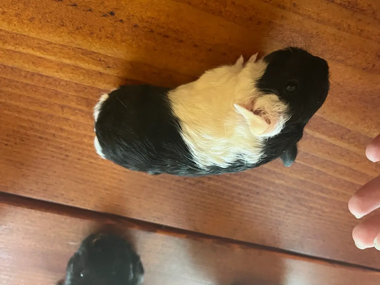 Billede 2 - Marsvin i forskellig aldre skinner er hunner