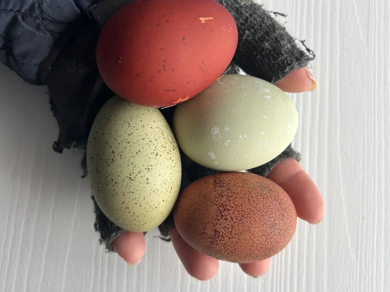 Billede 10 - Rugeæg I Gode Farver