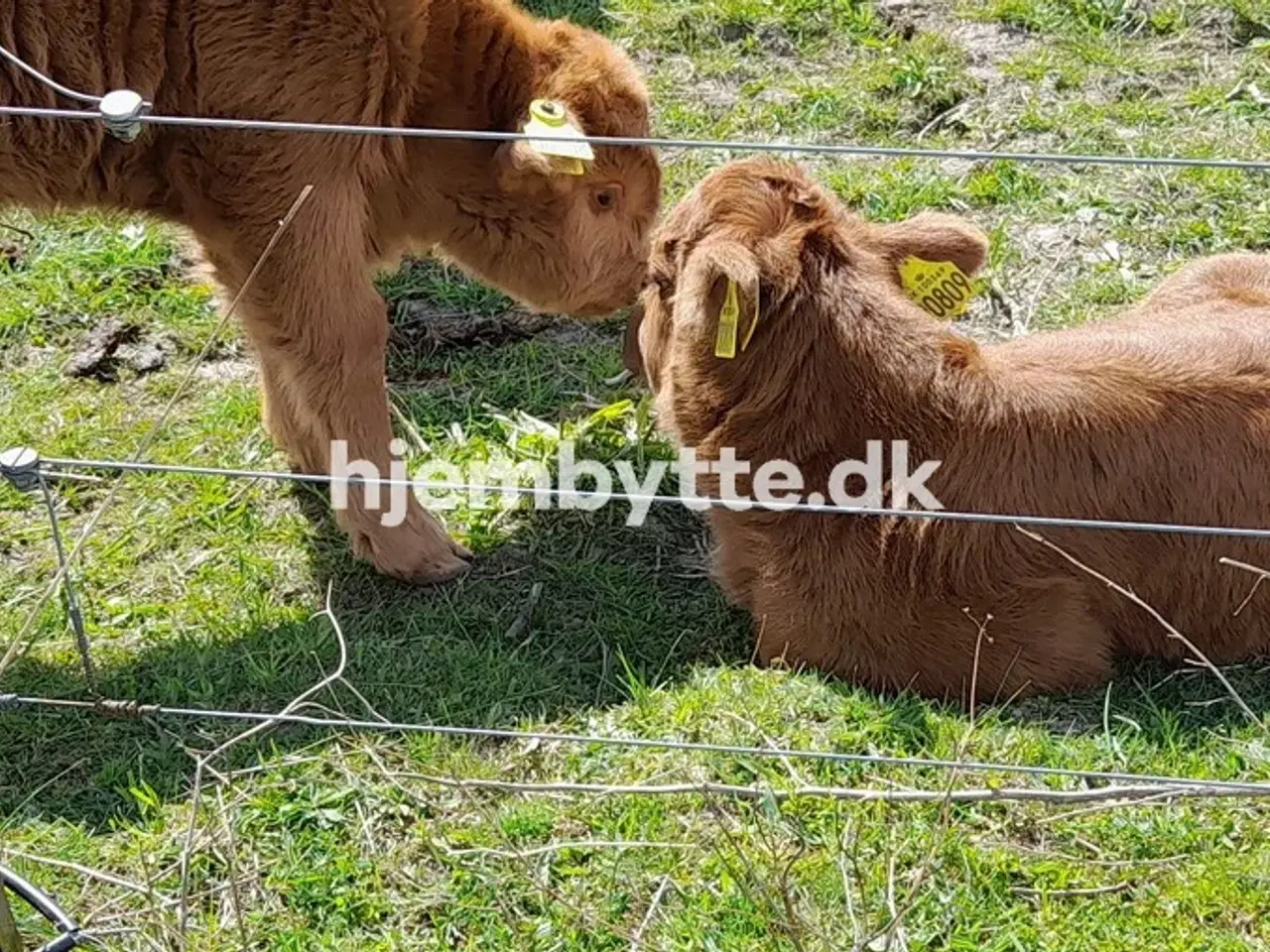 Billede 11 - Hjembytte - Sennepshaven