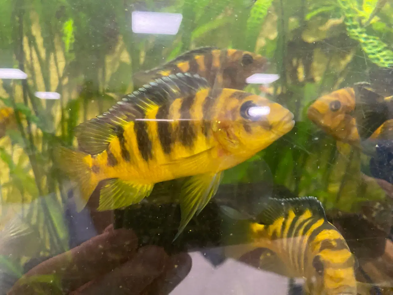 Billede 5 - Humlebi Cichlide (Maylandia Crabro)