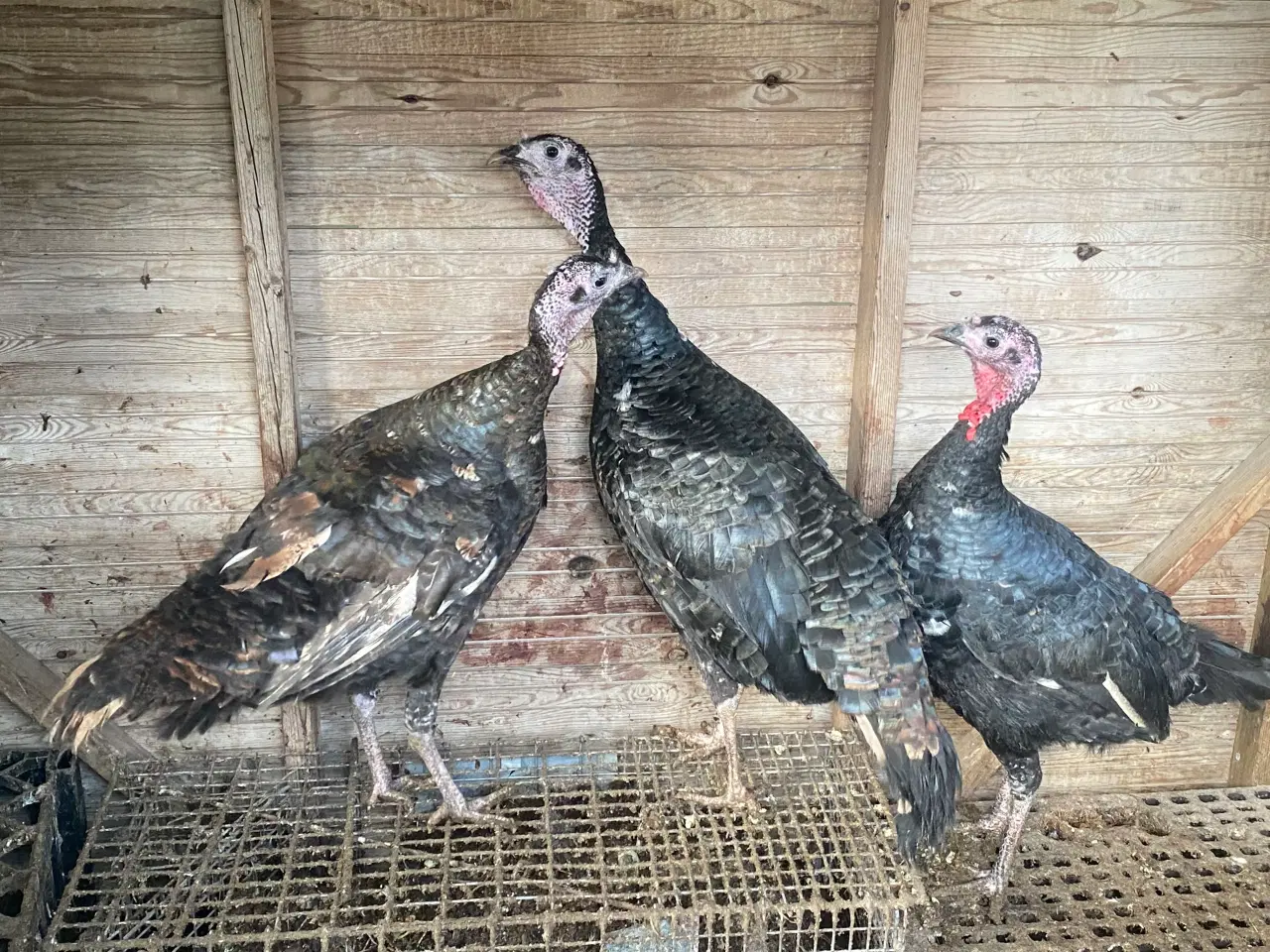 Billede 2 - Hun kalkuner til salg 