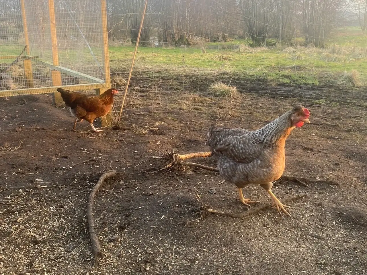 Billede 5 - Daggamle kyllinger 