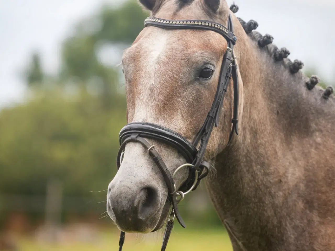 Billede 4 - Dejlig 3 års kat. I pony vallak