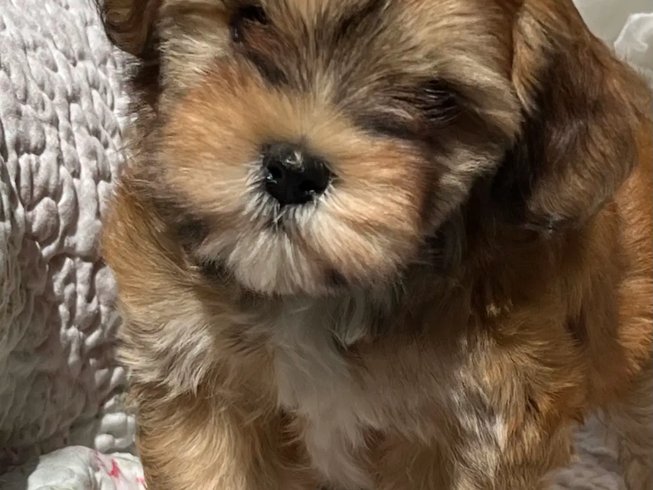 Billede 5 - 💕Skal sødeste Ditte være din 💕