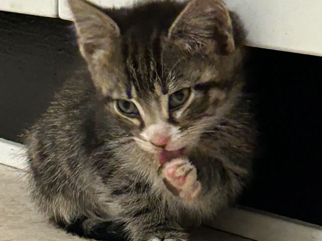 Billede 6 - Killinger