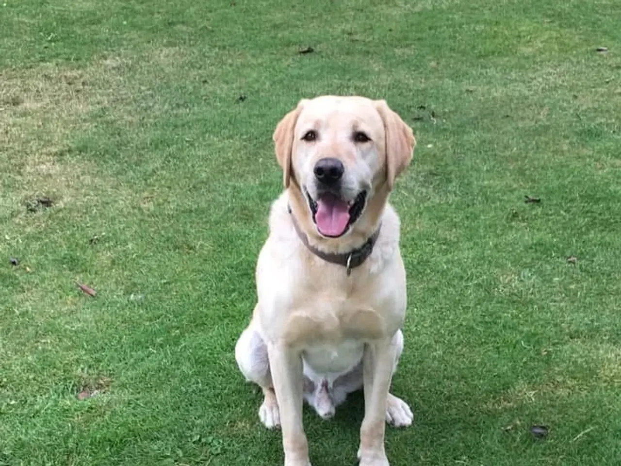 Billede 4 - Labrador hvalpe klar til maj. 