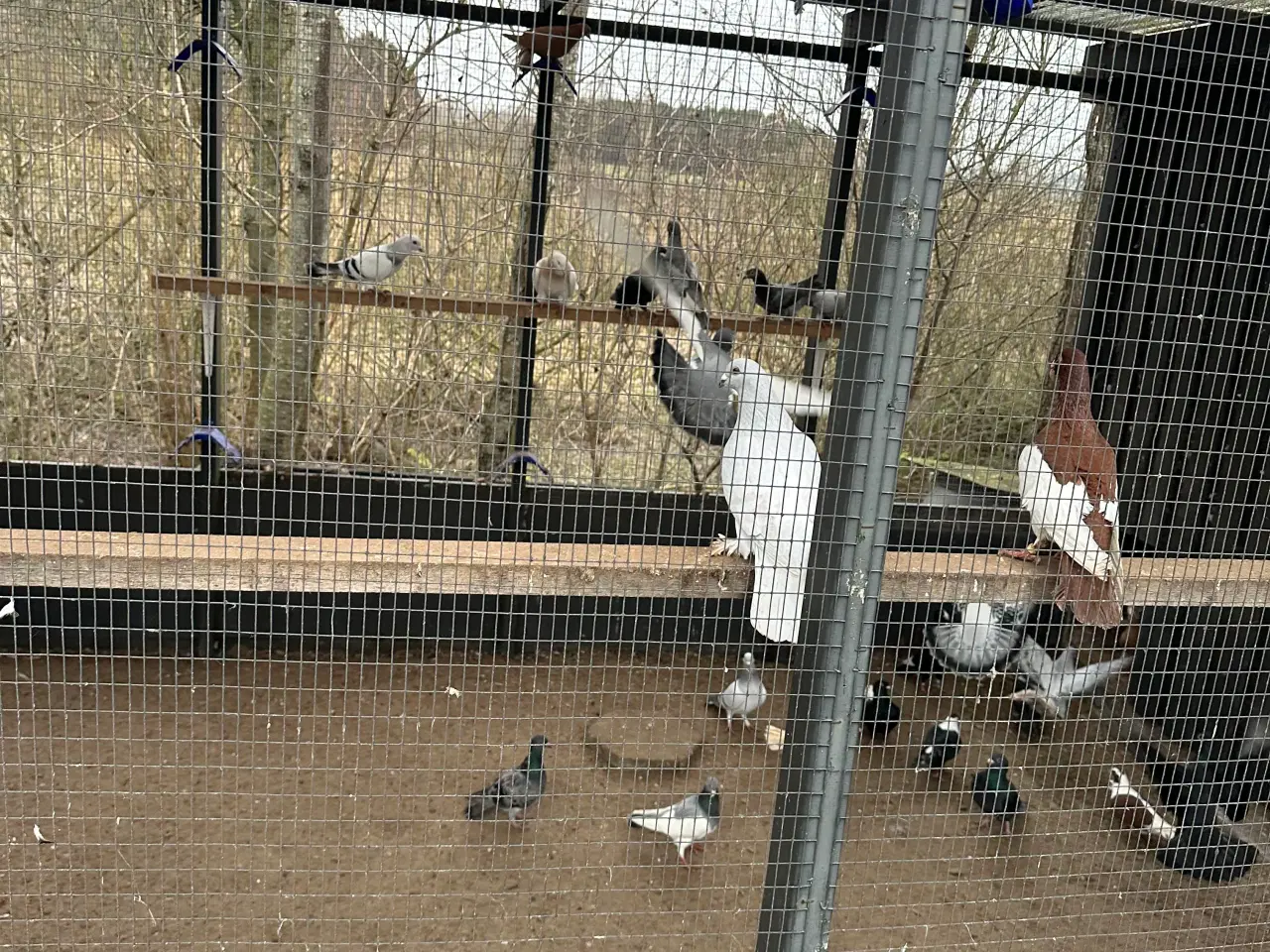 Billede 9 - Mange forskellige Arbisk race due