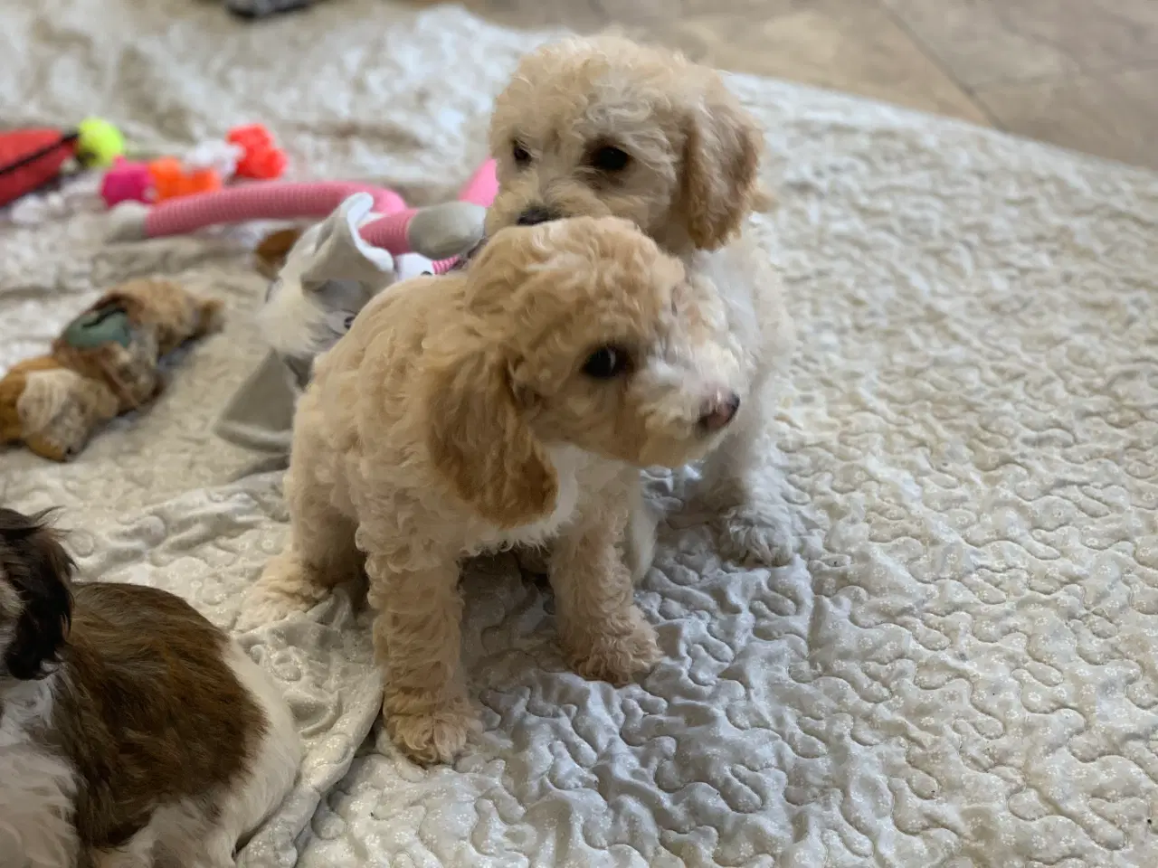 Billede 4 - Maltipoo babyer er rejse klar nu 