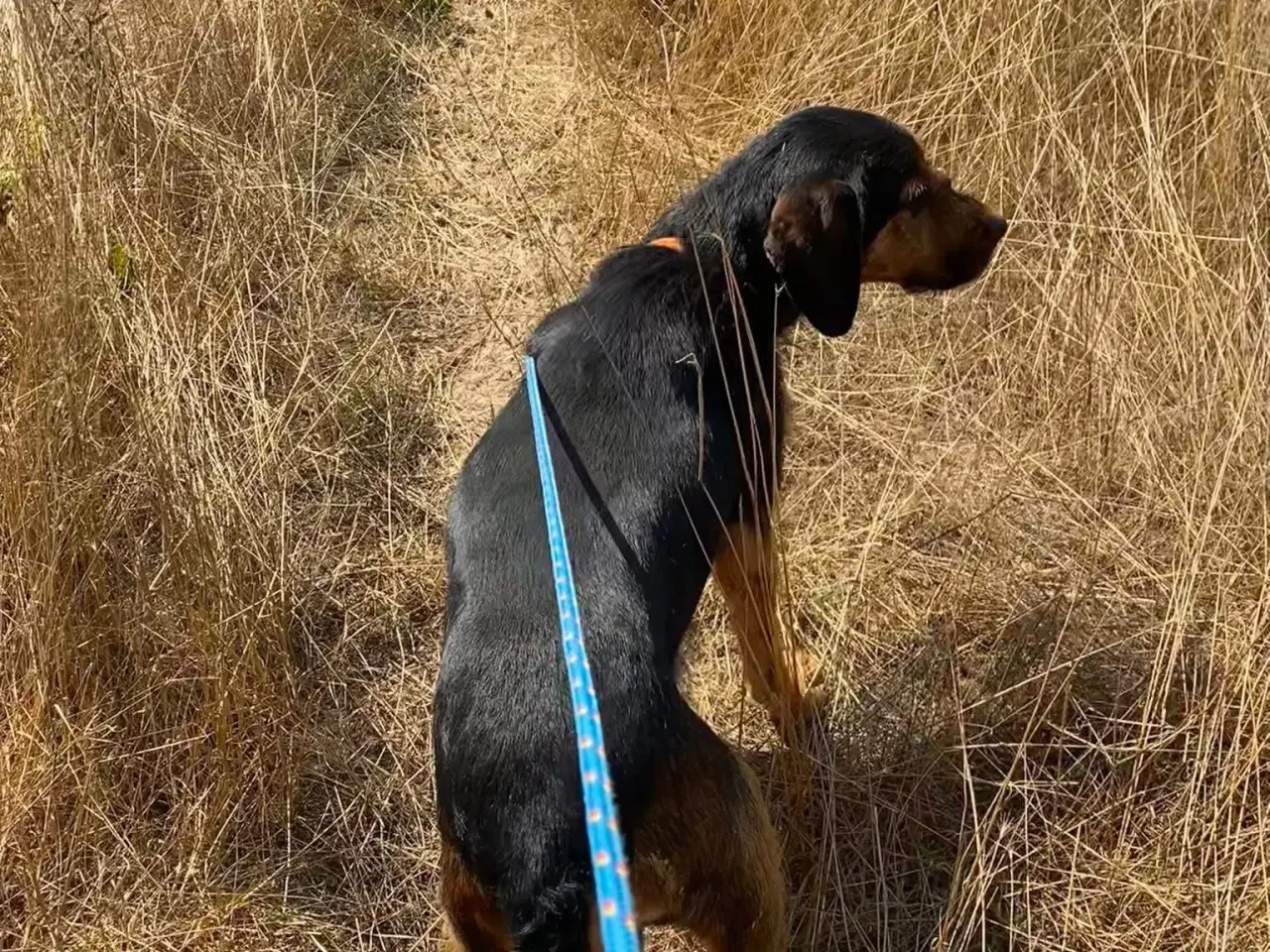 Billede 3 - Gadehunden Chego søger sin helt egen familie❤️
