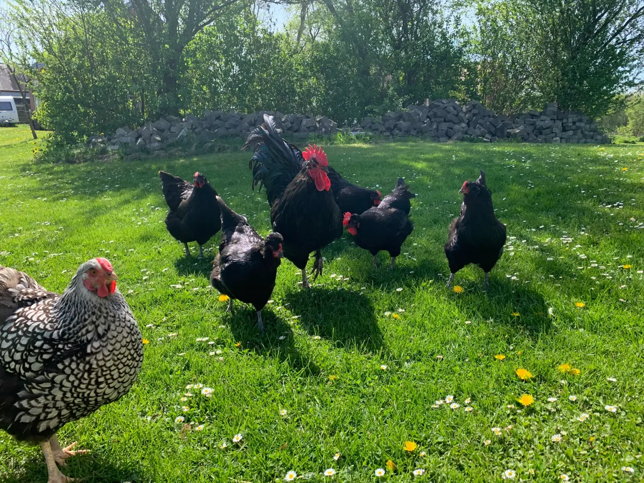 Billede 5 - Dejlig hønseflok, primært Australorps,mv