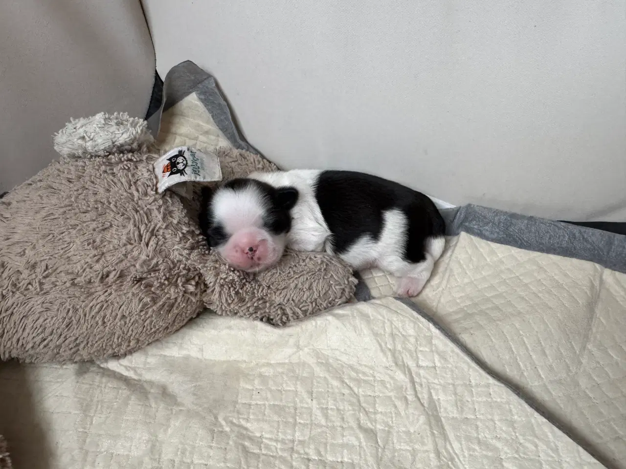 Billede 9 - Ægte Shih Tzu 30. september 2025