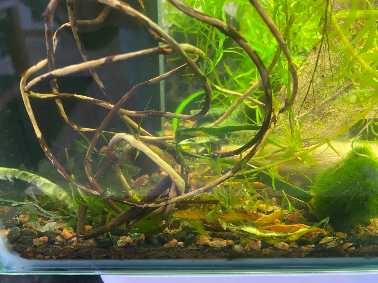 Billede 4 - Akvarie SuperFish Home med rejer og planter