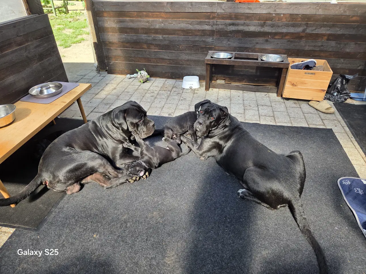 Billede 12 - CaneCorso hvalpe